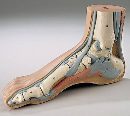 Human Foot Anatomy M...